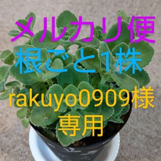 rakuyo様専用  3株(その他)