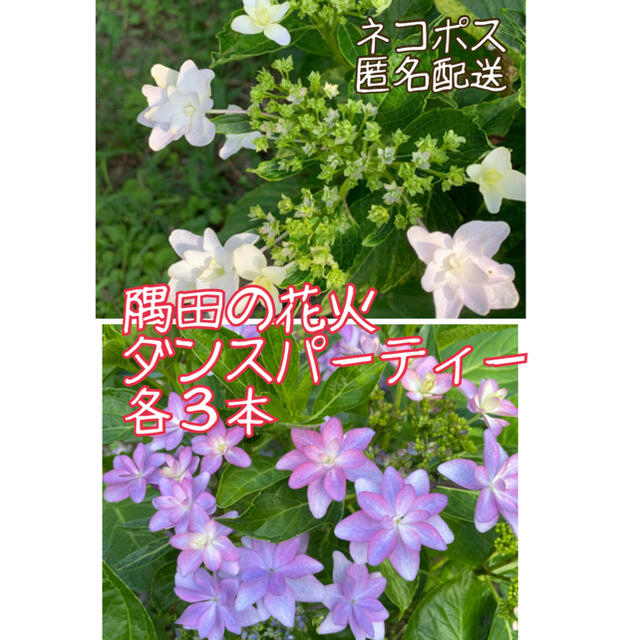 【ネコポス】隅田の花火、ダンスパーティー　各３本 ハンドメイドのフラワー/ガーデン(その他)の商品写真