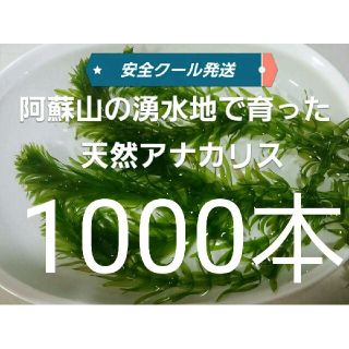 1000本以上 クールで発送 阿蘇の湧水で育った水草 天然アナカリス