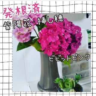 紫陽花 ビビットピンク挿し穂(その他)