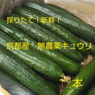 京都産　無農薬きゅうり　　12本(野菜)