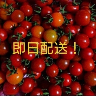 ミニトマト 赤オレンジミックス1㎏☆(野菜)