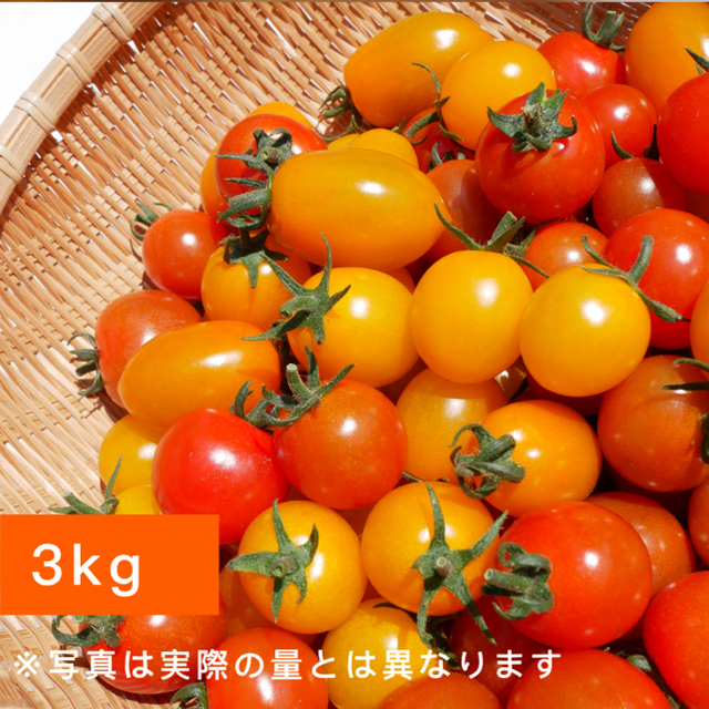 ミニトマト 3kg  【★みーまま★様専用】採れたて☘️産地直送いたします 食品/飲料/酒の食品(野菜)の商品写真