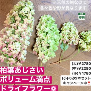 紫陽花【即納】柏葉あじさい ドライフラワー あじさい カシワバアジサイ 枝付き(ドライフラワー)