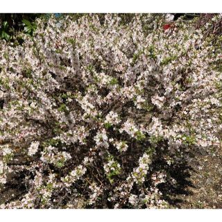 ユスラウメ 5本 山桃桜　挿し穂 ■送料無料（桜に似た花）梅桃　バラ科 桜族(その他)