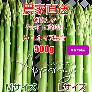 グリーンアスパラ 500g(野菜)