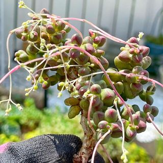 多肉植物　パープルライト　　売却済み(その他)