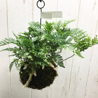 トキワシノブ　常盤忍　苔玉　ハンギング(プランター)