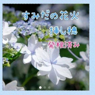 紫陽花 すみだの花火挿し穂(その他)