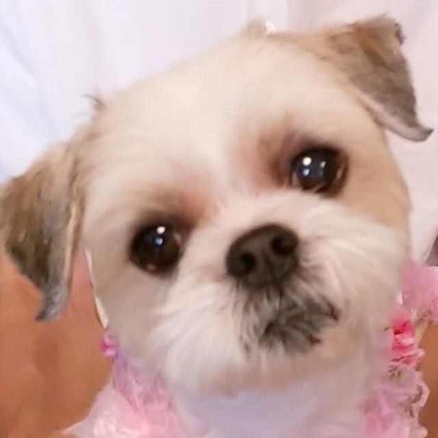 ぎん子様専用】犬 フエルト人形 新作ウエア www.toyotec.com