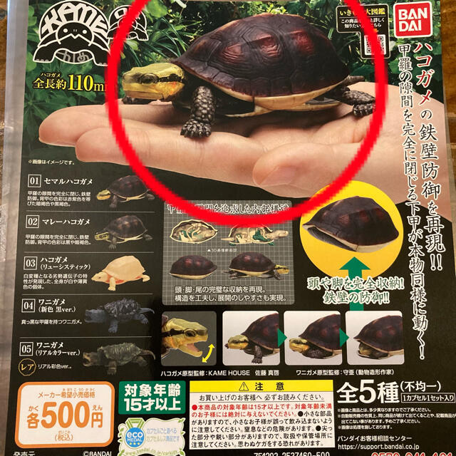 BANDAI(バンダイ)のセマルハコガメ　カメ　ガチャポン　バンダイ　いきもの大図鑑 エンタメ/ホビーのフィギュア(その他)の商品写真