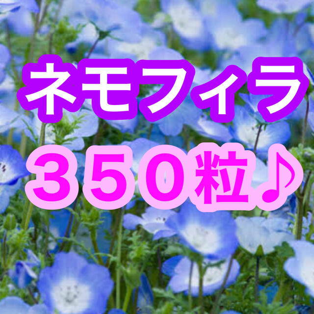 【説明書付き！】ネモフィラ インシグニスブルー 350粒以上！ ハンドメイドのフラワー/ガーデン(その他)の商品写真