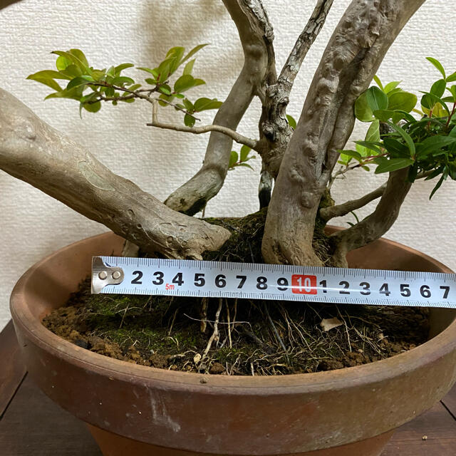 サルスベリ 百日紅 盆栽 雑木 株立ち 8