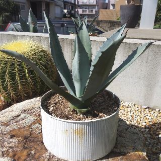 Agave Americana var Franzosinii アガベアメリカナ(その他)