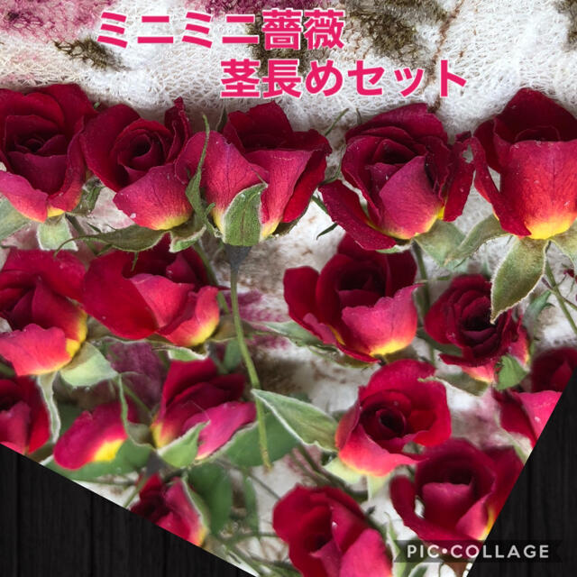 ミニミニ薔薇（茎長め）ドライフラワー★15輪セット+おまけ1輪付き★ミニバラ花材 ハンドメイドの素材/材料(各種パーツ)の商品写真