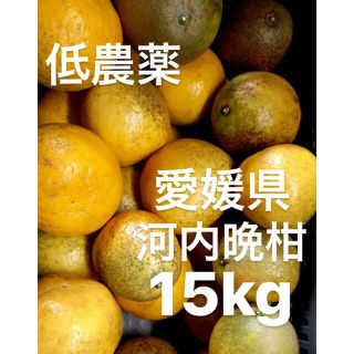 愛媛県　低農薬　宇和ゴールド　河内晩柑　15kg(フルーツ)