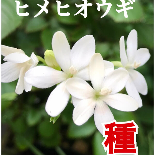 種　ヒメヒオウギ  希少白花 ハンドメイドのフラワー/ガーデン(その他)の商品写真
