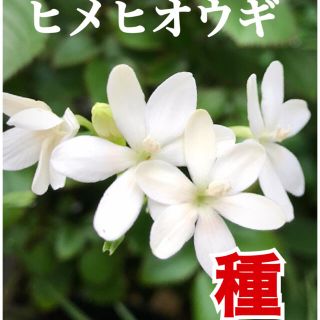 種　ヒメヒオウギ  希少白花(その他)