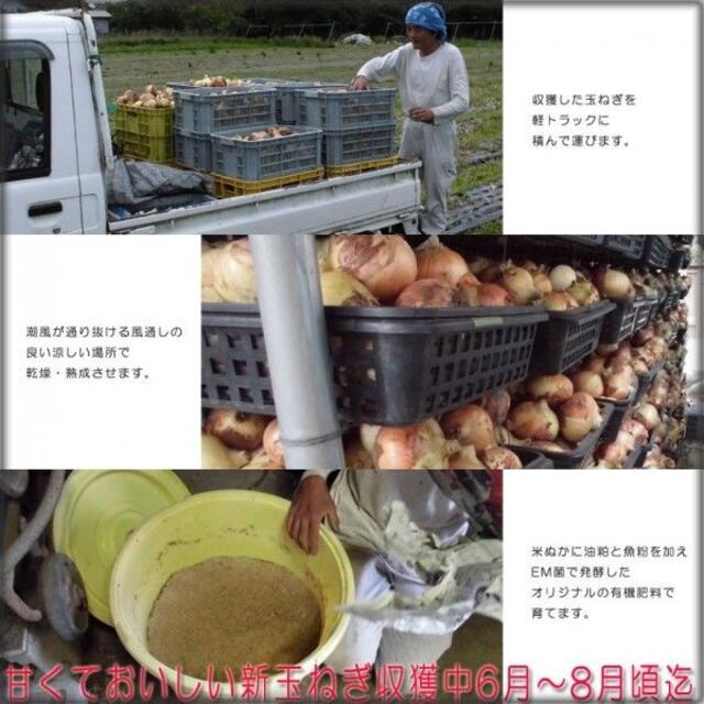 ☆無農薬野菜 有機肥料で作る安心安全な白里海岸の新玉ねぎ 5kg☆ 食品/飲料/酒の食品(野菜)の商品写真