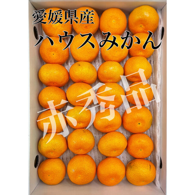 愛媛県産ハウスミカン3キロ