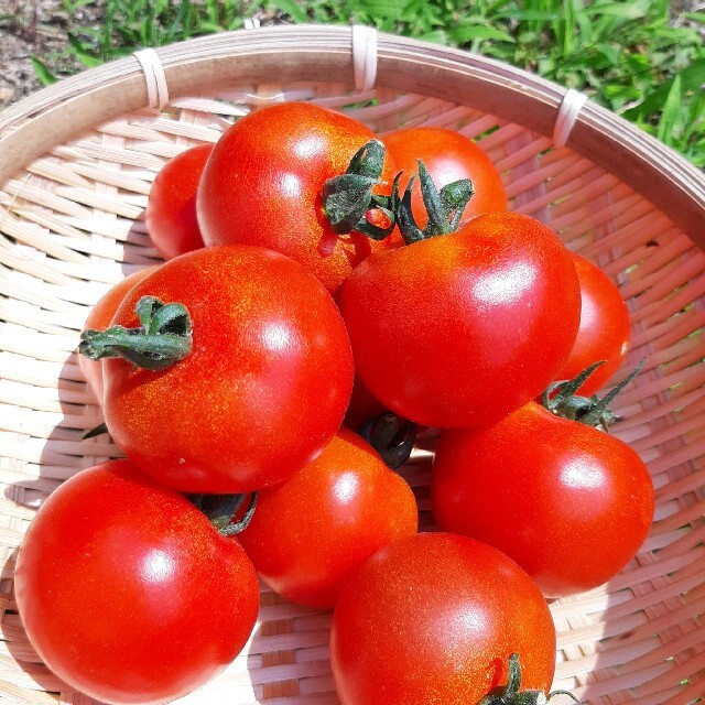 岡山県　中玉　フルーツトマト　フルティカ　甘い甘い♪ 食品/飲料/酒の食品(野菜)の商品写真