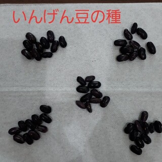いんげん豆の種　50粒(野菜)