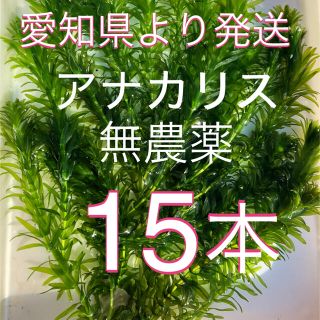 水草アナカリス15本(アクアリウム)