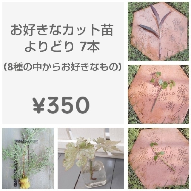 お好きなｶｯﾄ苗よりどり7本　¥350 ハンドメイドのフラワー/ガーデン(その他)の商品写真