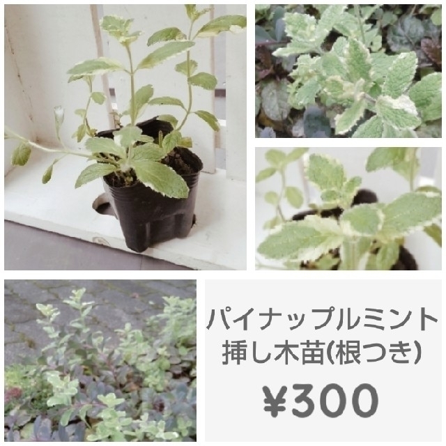 ﾊﾟｲﾅｯﾌﾟﾙﾐﾝﾄ挿し木苗(根つき)　¥300 ハンドメイドのフラワー/ガーデン(その他)の商品写真