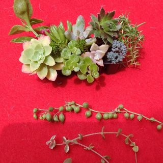 多肉植物おまかせ詰め合わせ(プランター)