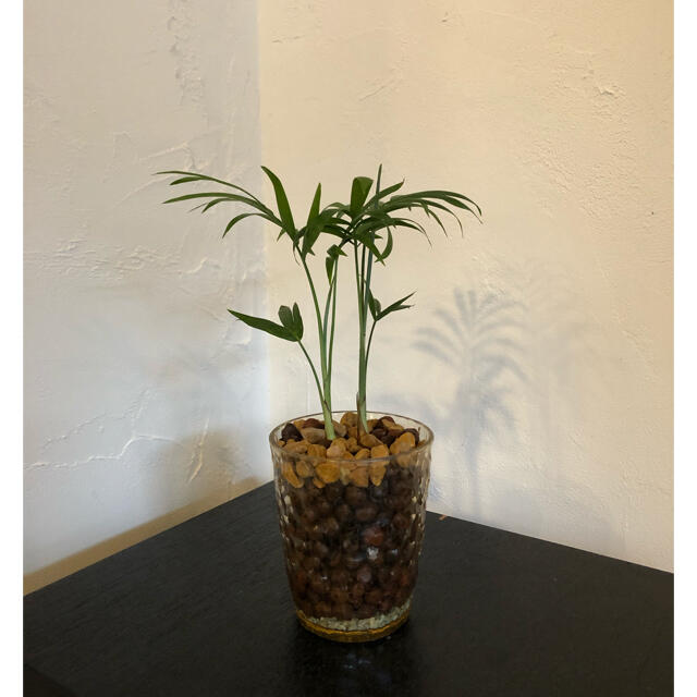 テーブルヤシ 観葉植物 ハイドロカルチャーの通販 By Kico S Shop ラクマ
