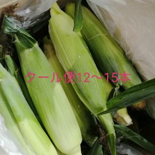 ●クール便　とうもろこし12～15本　4.5ｋｇゴールドラッシュ(野菜)