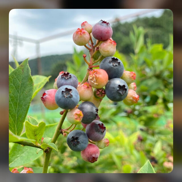 💝週末お試し価格💝自然農法　無農薬　手摘みフレッシュブルーベリー1KG 食品/飲料/酒の食品(フルーツ)の商品写真