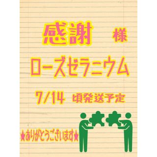 感謝様　ローズゼラニウム　カット苗梱包材含め100g以内(その他)