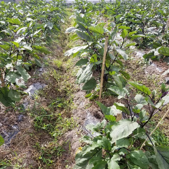 無農薬野菜詰め合わせ 食品/飲料/酒の食品(野菜)の商品写真