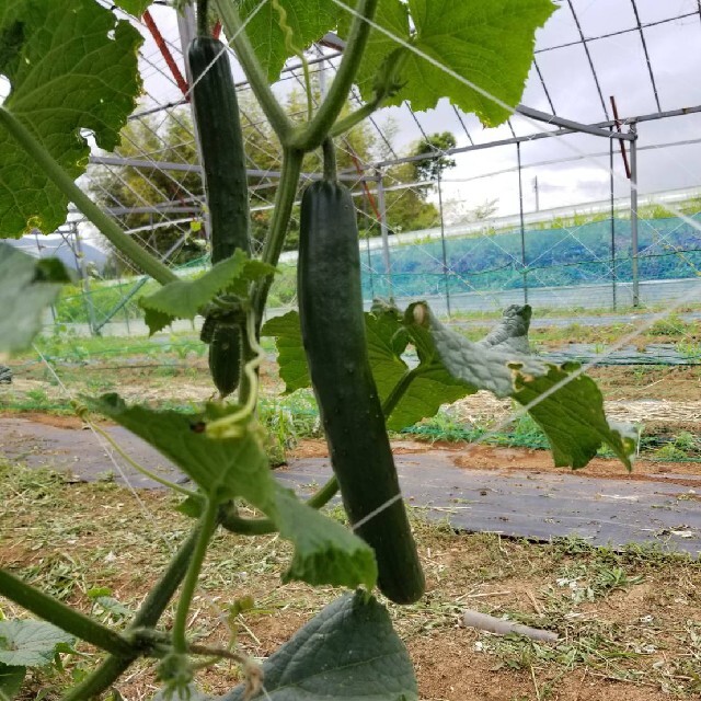 無農薬野菜詰め合わせ 食品/飲料/酒の食品(野菜)の商品写真