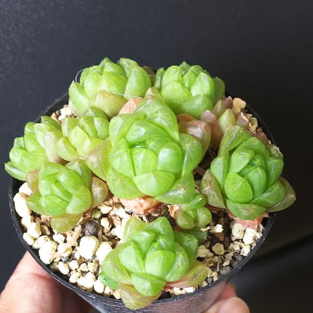 多肉植物サボテンエケベリアハオルチア（ウグラティコラ） ハンドメイドのフラワー/ガーデン(その他)の商品写真