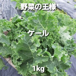 ケール　1kg   無農薬野菜　(受注後摘み採り)(野菜)