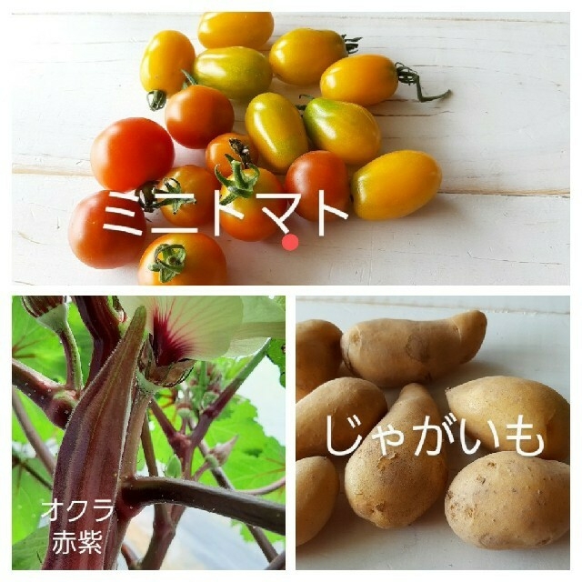 夏のお野菜のお届けお任せ。宅急便コンパクト。翌日配送地域のみm(_ _)m。 食品/飲料/酒の食品(野菜)の商品写真