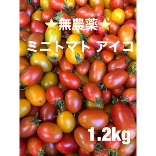 ⭐︎無農薬⭐︎ミニトマト アイコ(野菜)