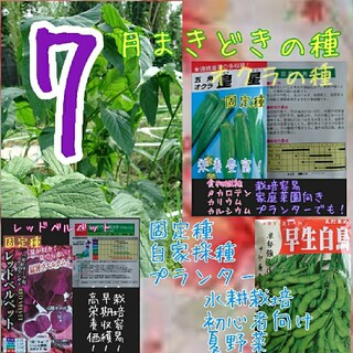 7月まきどきの種 野菜の種 ハーブの種 家庭菜園 水耕栽培 種子 種(野菜)