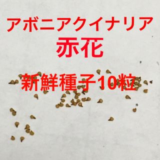 アボニア クイナリア 新鮮種子10粒(その他)