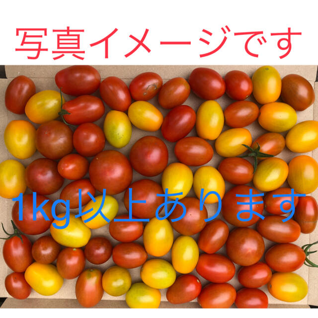 野菜：無農薬ミニトマト：箱にいっぱいまで詰めます 食品/飲料/酒の食品(野菜)の商品写真