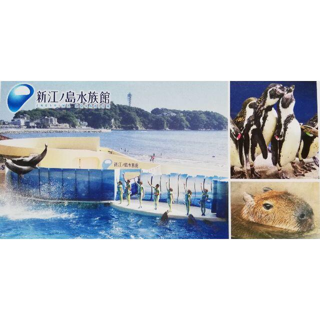 【1枚】新江ノ島水族館  チケット ご招待券 チケットの施設利用券(水族館)の商品写真