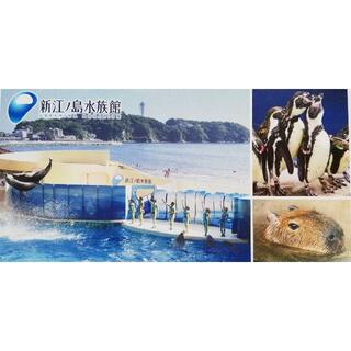 【1枚】新江ノ島水族館  チケット ご招待券(水族館)