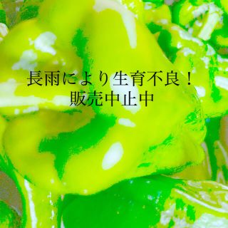 ぴぴぴぴのピーマン◎1Kg◎(野菜)