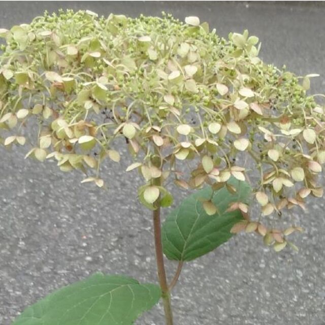 はな様専用　アジサイ アナベル 花終わり 白ではありません 送料込み ハンドメイドのフラワー/ガーデン(その他)の商品写真