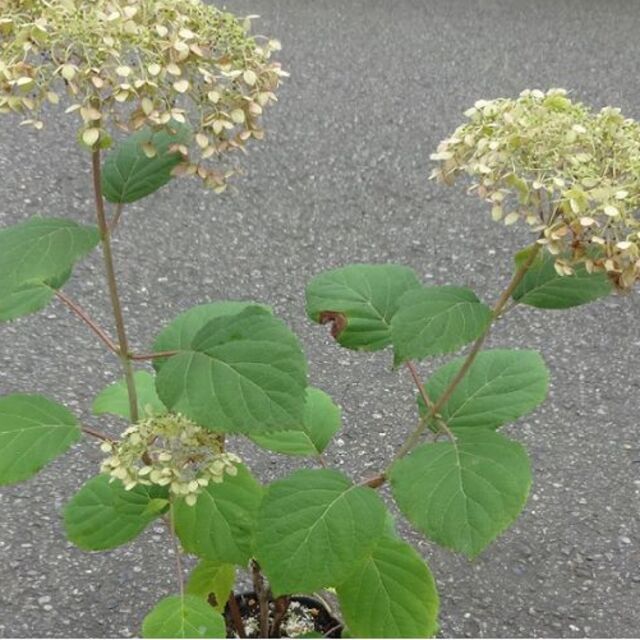 はな様専用　アジサイ アナベル 花終わり 白ではありません 送料込み ハンドメイドのフラワー/ガーデン(その他)の商品写真