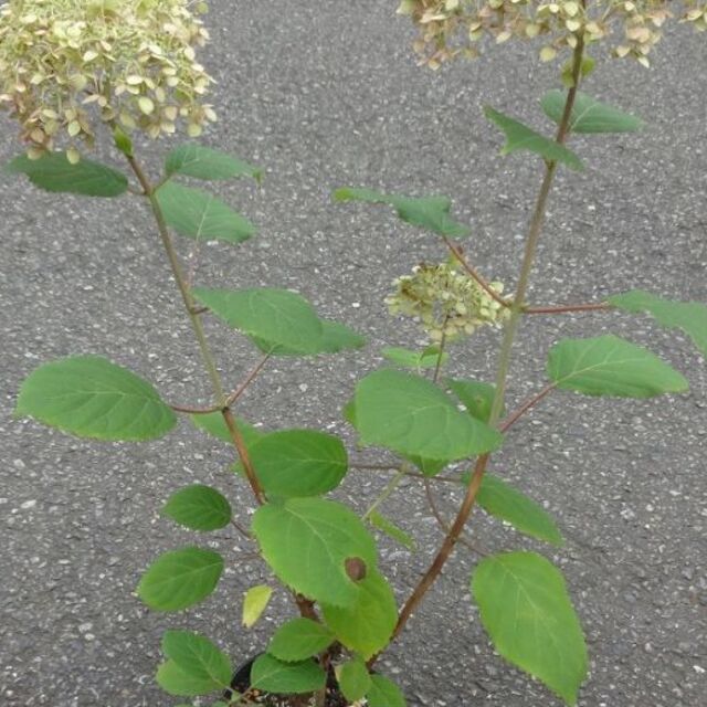 はな様専用　アジサイ アナベル 花終わり 白ではありません 送料込み ハンドメイドのフラワー/ガーデン(その他)の商品写真