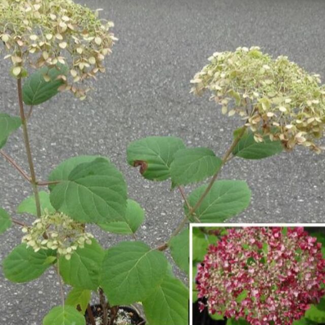 はな様専用　アジサイ アナベル 花終わり 白ではありません 送料込み ハンドメイドのフラワー/ガーデン(その他)の商品写真